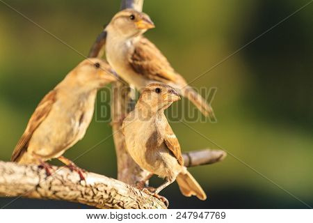 Three Birds Sit On The Branch , Wildlife, Unique Frames