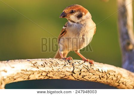 Wild Bird Sitting On A Run With A Branch , Wildlife, Unique Frames