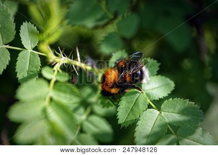 A Large Furry Bumblebee On A Leaf Of A Wild Rose Close-up