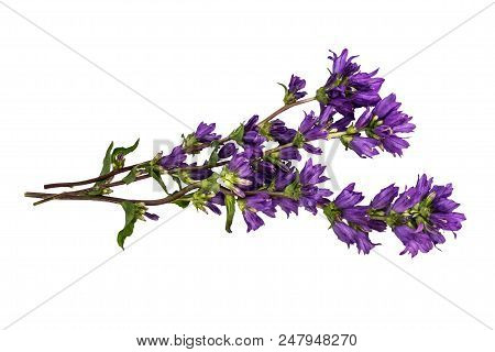 Clustered Bellflower (campanula Glomerata) Isolated On White