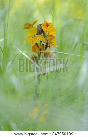 Cheiranthus Cheiri In The Middle Of The Grass In The Meadow. Wild Plant.