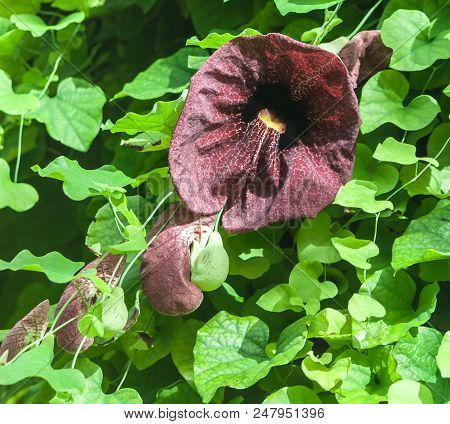 Aristolochia Macrophylla, Shrubby Liana In A Garden Lit By Sunlight, One Large Flower And Several Sm