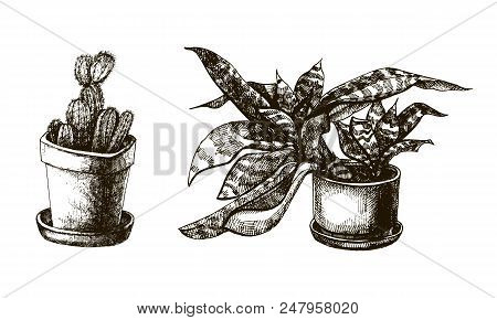 Set Of Hand Drawn Plants In The Pots