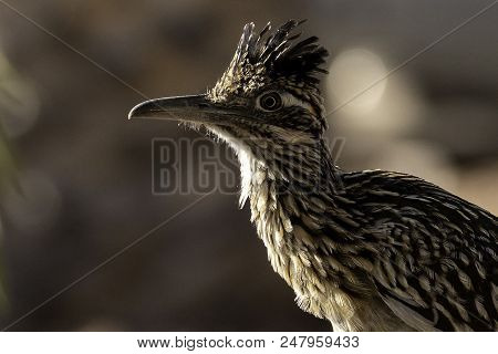 Adult Roadrunner In The Arizona  Sonoran Desert