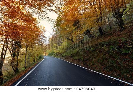 Estrada através de uma floresta no Outono