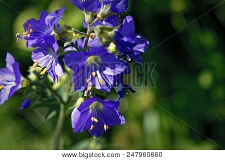 Blue Flowers Polemonium Caeruleum Or Jacob's-ladder