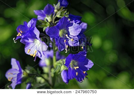 Blue Flowers Polemonium Caeruleum Or Jacob's-ladder