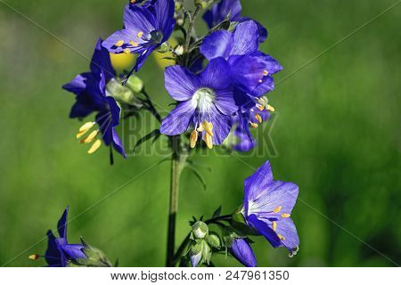 Blue Flowers Polemonium Caeruleum Or Jacob's-ladder