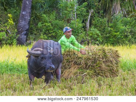 Marinduque , Philippines - March 31: Filipino Farmer Working At A Rice Field In Marinduque Island Th