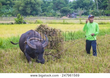 Marinduque , Philippines - March 31: Filipino Farmer Working At A Rice Field In Marinduque Island Th