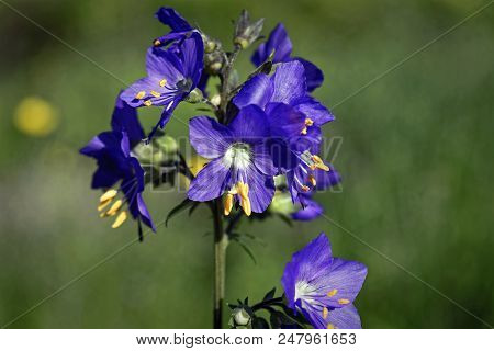 Blue Flowers Polemonium Caeruleum Or Jacob's-ladder