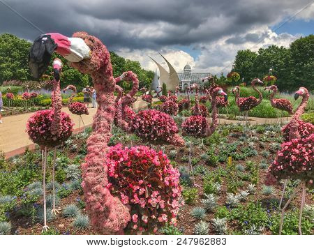COLUMBUS, OHIO - JUNE 27, 2018:  The Franklin Park Conservatory in Columbus, Ohio added 75 bigger than life flamingo topiaries to their outdoor display area.  The topiaries are made of pink begonias.
