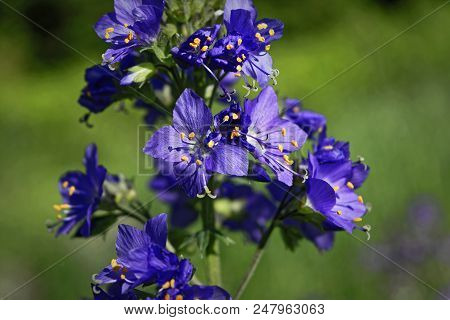 Blue Flowers Polemonium Caeruleum Or Jacob's-ladder
