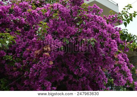 Many Pink Flowers In Sarti Greece During June