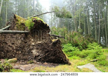 Roots Of Tree Fallen During Storm. Pine Fell Under Onslaught Of Wind. Natural Disaster In Forest. Hu