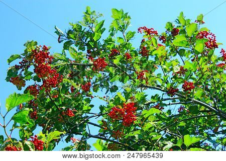 Ripe Fruits Of Guelder-rose Hang On Branches. Ripe Fruits Of Viburnum. Crop Of Red Berries Of Guelde