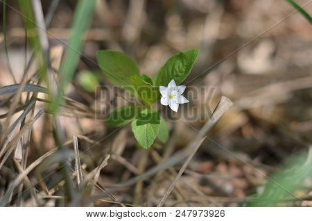 Trientalis Europaea. Arctic Starflower.