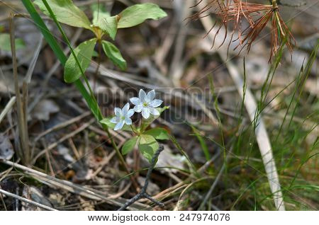 Trientalis Europaea. Arctic Starflower.