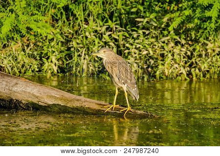 Photo Of Eurasian Bittern Great Bittern Wild Bird