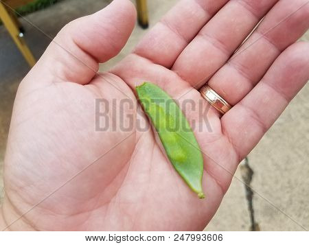 A Green Snap Pea In Palm Of Hand With Gold Ring