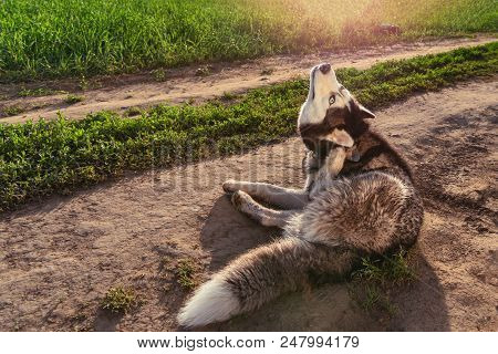 Dog Scratching Itchy Ears. Siberian Husky Is Scratching His Ear On The Walk.