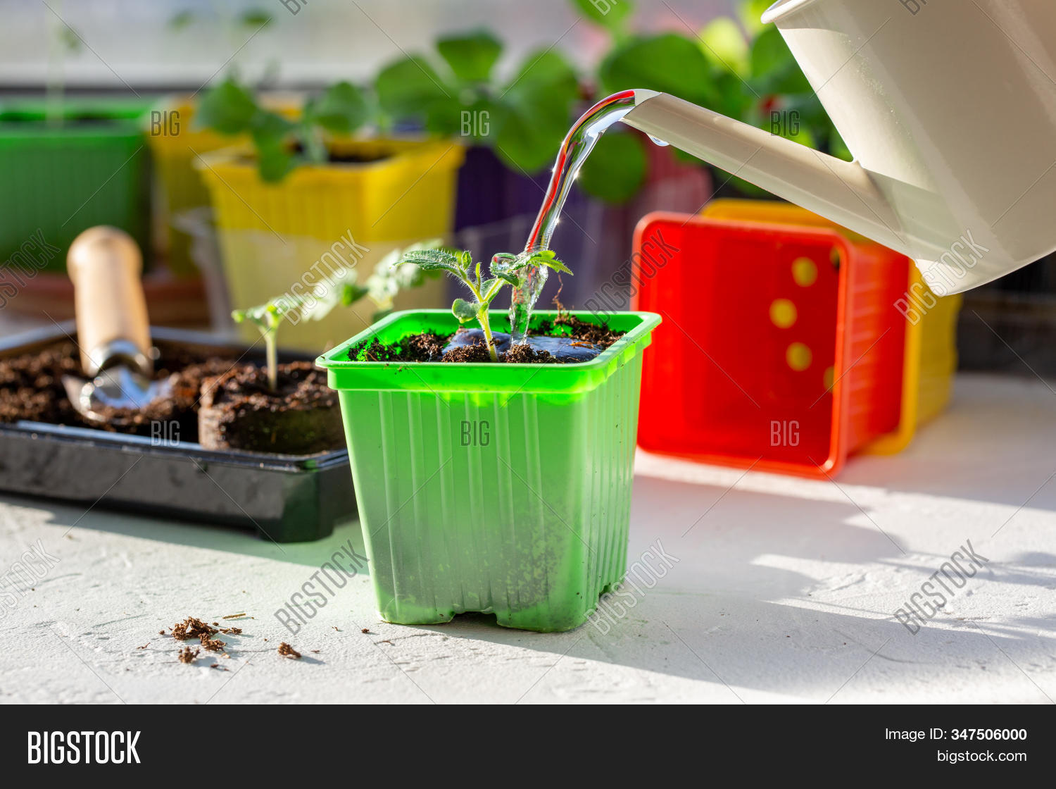 Поливка рассады перца. Полив рассады томатов. Полив рассады как часто. Полив рассады как часто. Рассада.