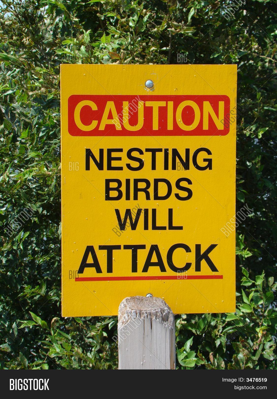 Nesting Birds Warning Image & Photo (Free Trial) Bigstock