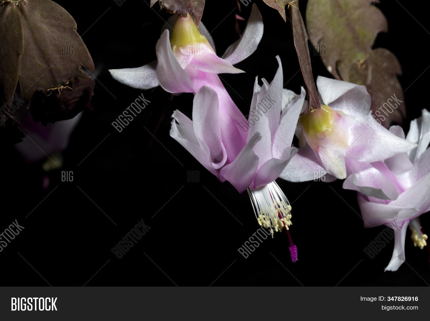 Schlumbergera Truncata Image Photo Free Trial Bigstock