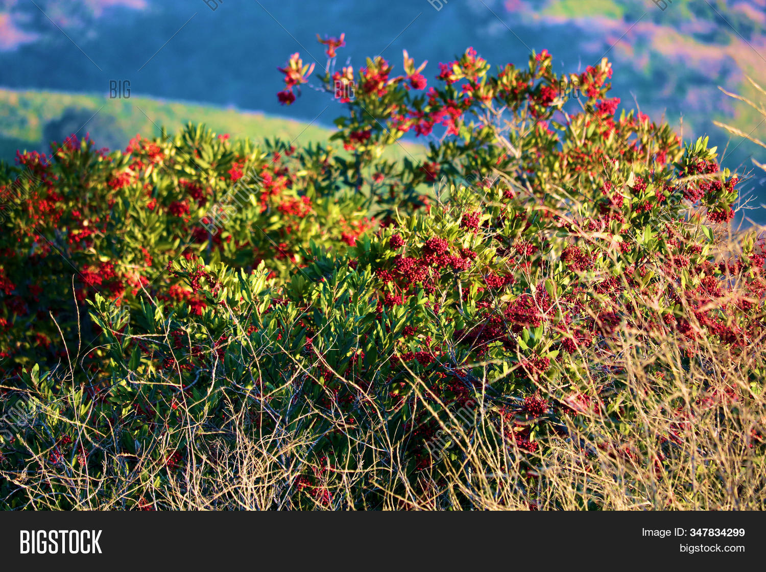 Chaparral Shrubs Red Image & Photo (Free Trial) Bigstock