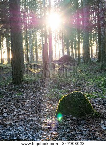 Beautiful Green Leafy And Coniferous Forest. Birch, Spruce, Hev. Early Spring. Pleasant Warm Light. 