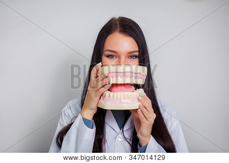 Young Beautiful Dentist Doktor Holding A Plastic Denture In A Box. Funny Photo. Close-up. Healthcare