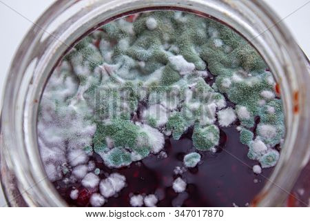 Mold In A Jar Of Jam. Hazardous To Health. Mold.