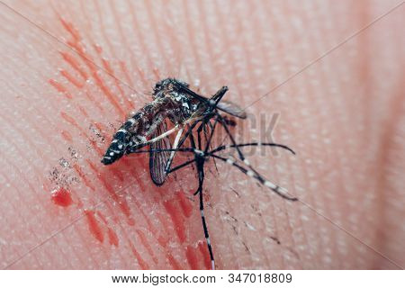 Macro Of Smashed Mosquito (aedes Aegypti) To Died