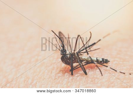 Macro Of Mosquito (aedes Aegypti) Sucking Blood