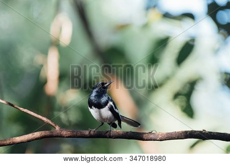 Bird (oriental Magpie-robin Or Copsychus Saularis) Male Black And White Color Perched On A Tree In A