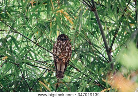 Bird (northern Boobook) In A Nature Wild