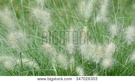 Abstract Various Flower Macro Photos For Background