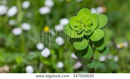 Abstract Various Flower Macro Photos For Background