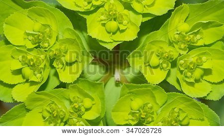 Abstract Various Flower Macro Photos For Background
