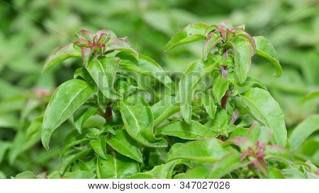 Abstract Various Flower Macro Photos For Background