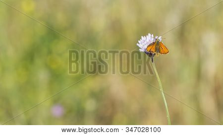 Abstract Various Flower Macro Photos For Background