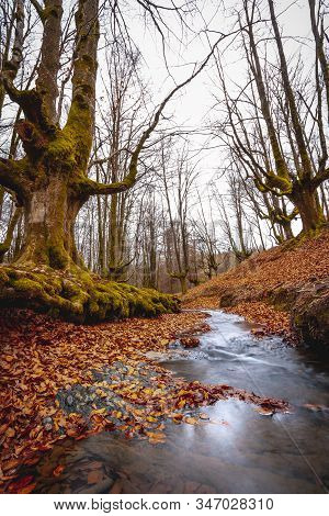 The River In Autumn Of The Otzarreta Forest In The Natural Park Of Gorbea, Bizkaia. Basque Country