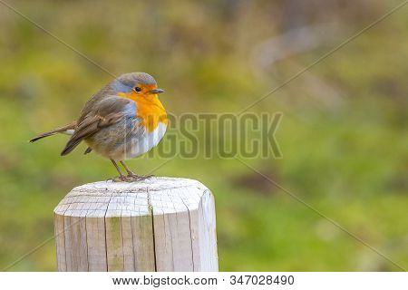 A Little Bird In The Gorbea Natural Park Forest, Bizkaia. Basque Country