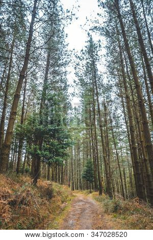Forest Of The Natural Park Of Gorbea, Bizkaia. Basque Country