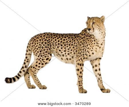 Gepard - Acinonyx Jubatus