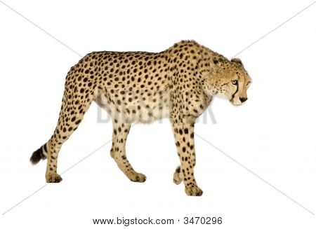 Gepard - Acinonyx Jubatus