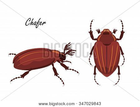 Illustration Of Chafer Beetle. Drawn Insect In Flat Style. Vector Illustration. Melolontha Melolonth