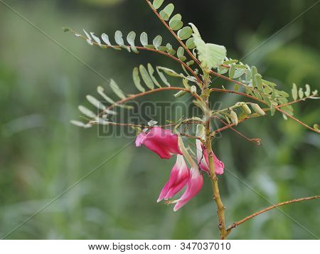 Sesbania Grandiflora, Red Flower On Cork Wood Tree, Small Perennials Of The Family Sesbania, Fabacea