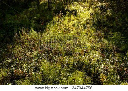 Fern (polypodiophyta) In A Deciduous Forest In The Sunbeams. Close Up Image