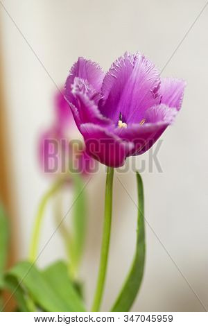 Red Tulip Flower. Easter Or Valentines Day Greeting Card. Isolated On White Background
